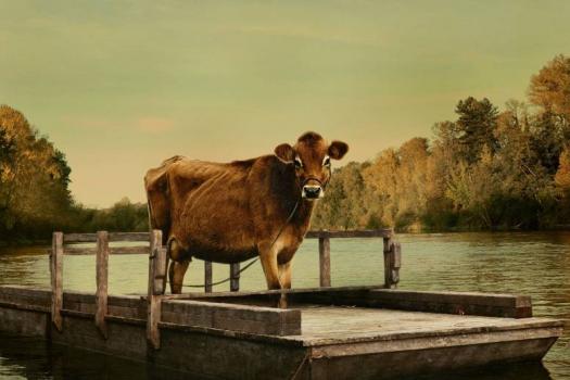 first cow